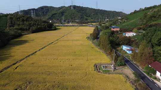 金黄稻田