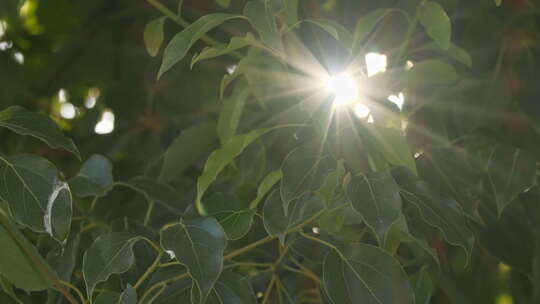 夏天森林树叶阳光逆光星芒