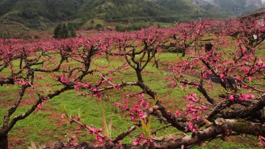 实拍桃花素材