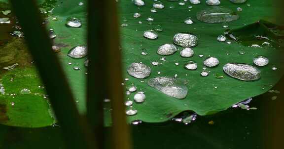 雨后荷叶上的露水珠