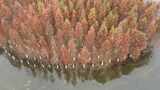 航拍长沙松雅湖公园秋天红色水杉林高清在线视频素材下载