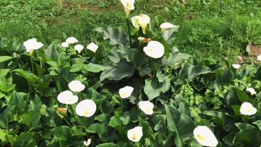 盛开的白色花朵 (2)