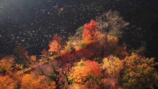 航拍湖边公园秋天的风景