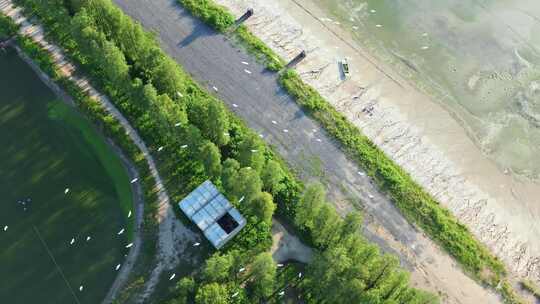 4K120p白鹭湿地乡村农田生态保护