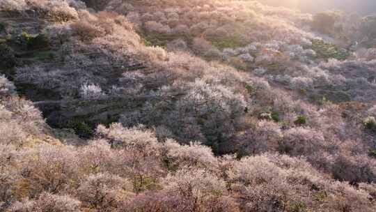 航拍福州永泰青梅花（葛岭万石村）23