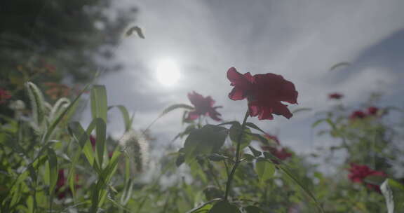 红花 春日 绿草 阳光