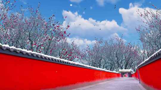 带雪梅花 红墙-4K