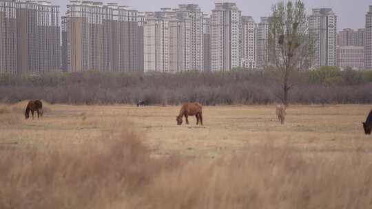 赛罕塔拉湿地公园城市草原