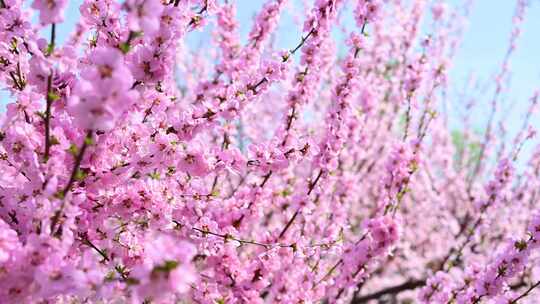春天盛开的粉色桃花碧桃花朵特写