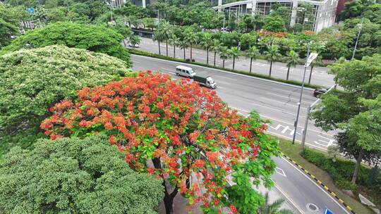 中国广东省佛山市顺德区佛山新城凤凰花