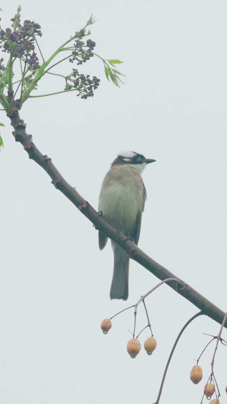 春雨中，白头鹎枝头啼鸣