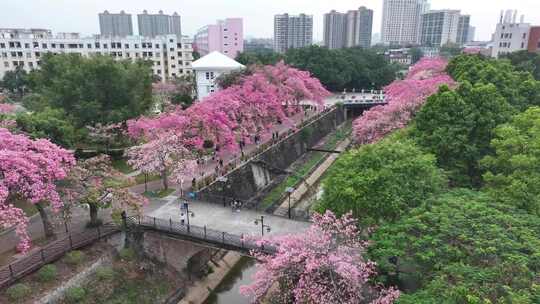 中国广东省广州市从化区华软异木棉