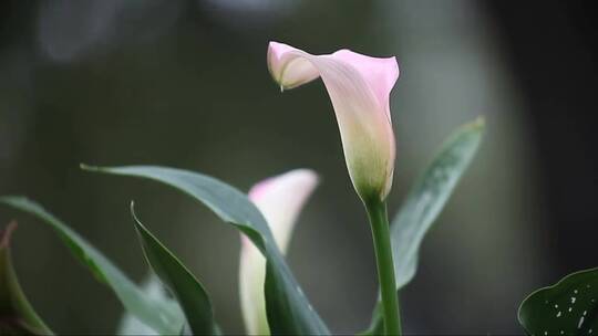 粉红色马蹄莲和百合花