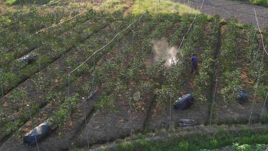 农民给果树喷洒农药视频素材模板下载