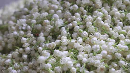 唯美茉莉花与茉莉花茶制作福州茉莉花种植园