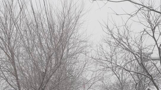 大雪街边的树 下雪天 鹅毛大雪的外景