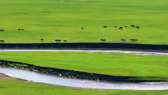 呼伦贝尔大草原牛羊成群河水蜿蜒曲折风光
