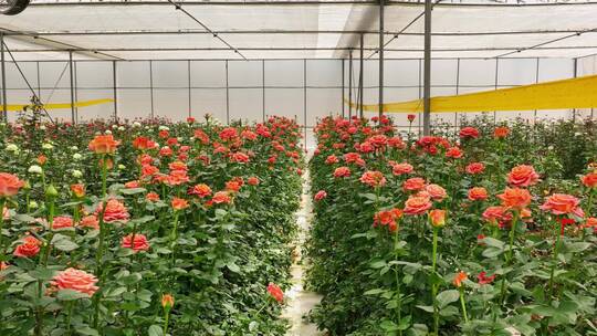 【4K】现代农业，玫瑰大棚种植，玫瑰种植视频素材模板下载