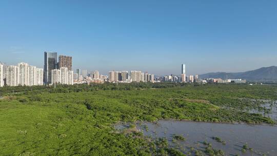 深圳福田红树林自然保护区航拍