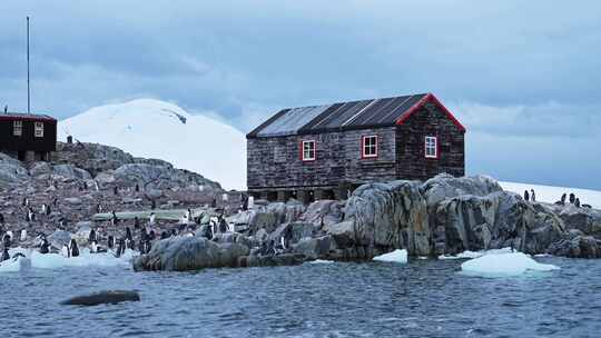 洛克罗伊港巴布亚企鹅在南极洲的殖民地，南