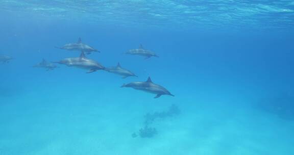 海豚在海洋里畅游的特写