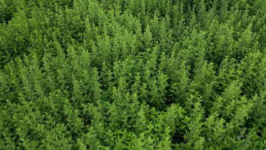 航拍蕲春艾草种植基地 素材