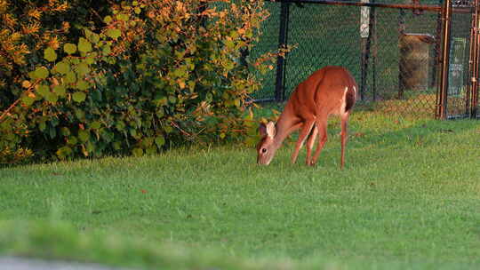 雌白尾鹿在附近的链条围栏附近吃草视频素材模板下载