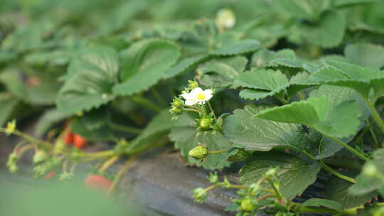 农民田间劳动种植蔬菜蔬菜大棚里的蔬菜草莓