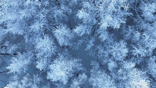 北方冬季雪景雪花飘落雾凇雪松雪林