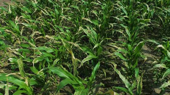 耕地破坏保护耕地玉米长坏了玉米苗生枯萎