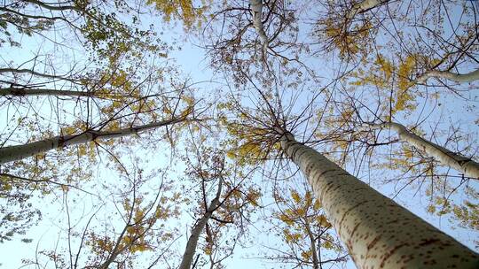 北京秋天树林里飘落的树叶