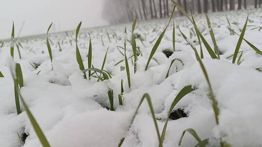 铺满雪的麦地