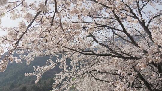 风吹樱花中景 近景