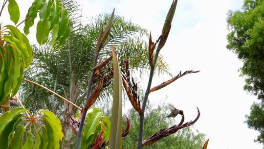 棕榈树觅食的蜂鸟