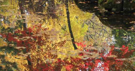秋天美丽的黄叶水面倒影