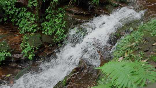 原始森林绿植溪流