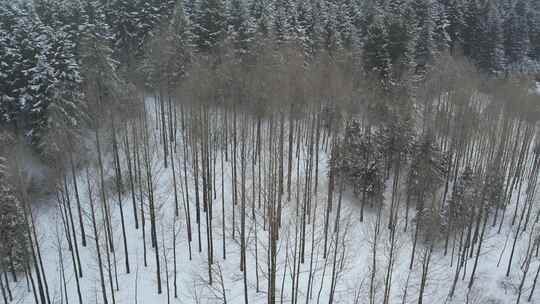 青海互助龙王山雪山树木航拍视频