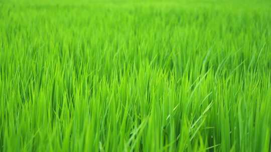 风雨中绿色水稻浪