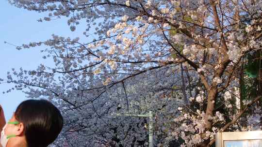 南京玄武区玄武湖景区古鸡鸣寺游客观赏樱花视频素材模板下载