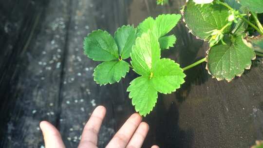 草莓 特写 草莓叶子 未结果的草莓 大棚