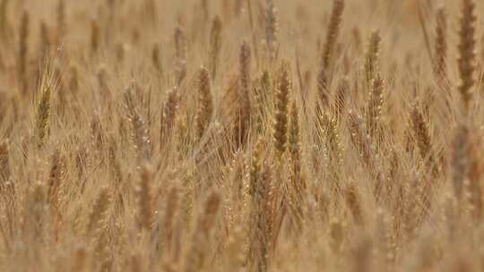 麦子 麦苗 麦收 麦田 丰收 收获 小麦 庄稼视频素材模板下载