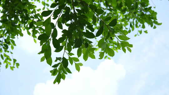 微风拂面的树叶树枝