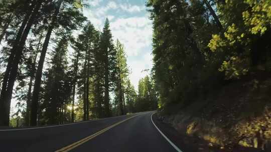 森林道路开车自驾游森林公路大自然 4K