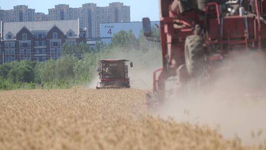 小麦成熟期机械收割忙