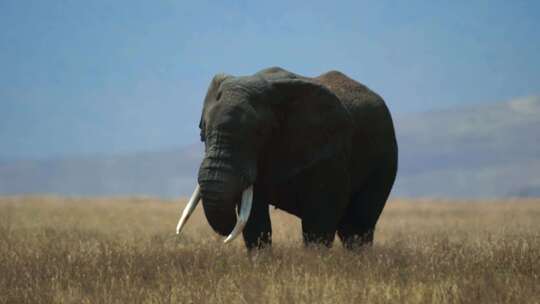 大象 非洲野生大象 非洲象视频素材模板下载