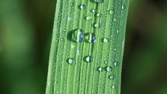 秋收稻穗叶子露珠 雨露微距特写