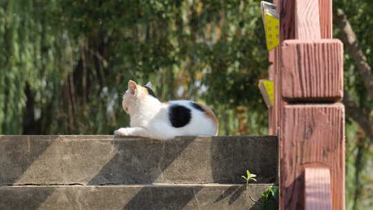 春天公园里可爱的猫咪流浪猫视频素材模板下载
