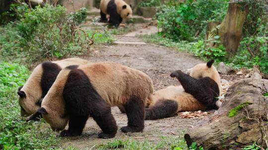 成都熊猫基地的一群大熊猫