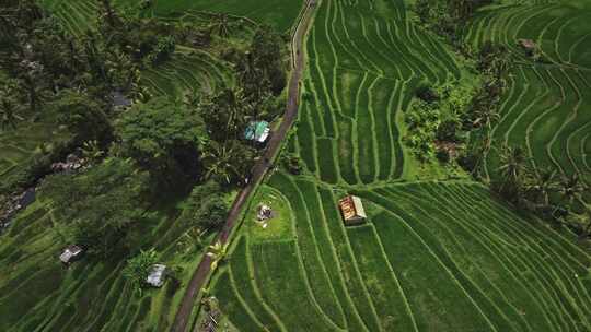 Jatiluwih，稻田，热带，乡村