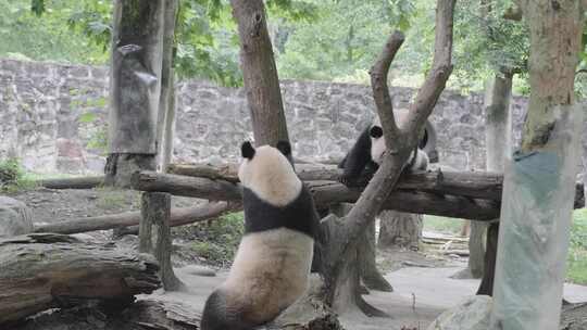 四川成都熊猫乐园大熊猫视频素材模板下载